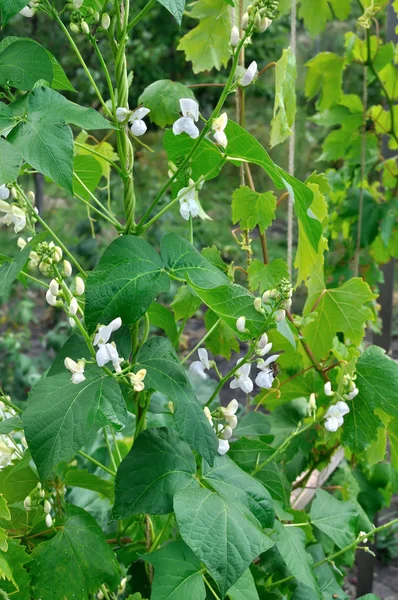 Närbild på blommande bönor — Stockfoto