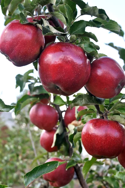 Nahaufnahme von roten Äpfeln — Stockfoto
