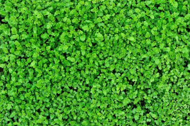 yeşil yapraklar arkaplan