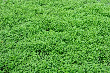 yeşil yapraklar arkaplan