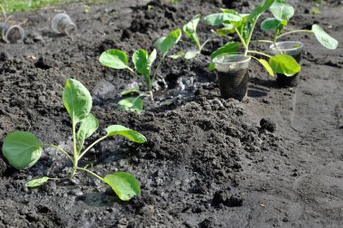Sebze bahçesinde yeni ekilmiş lahana tohumları, seçici bir odak noktası.