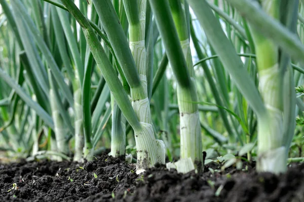 Primer Plano Del Cultivo Cebolla Verde Huerto Fotos de stock libres de derechos