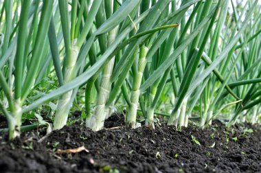 Sebze bahçesinde yetişen yeşil soğanın yakın çekimi.
