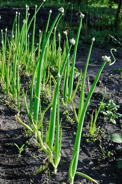 Plantation Growing Multi Tiered Onion Vegetable Garden Stock Image