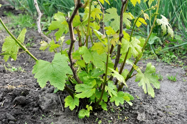 Close-up of vegetating grape vine before the flowering — Stock Image Close Vegetating Grape Vine Flowering Stock Picture