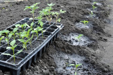 Sebze bahçesinde yeni ekilmiş biber tohumları ve fidanlı kaset.