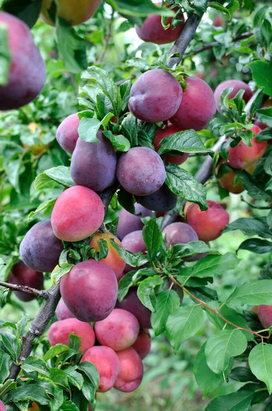Érett Cseresznye Szilva Egy Faágon Gyümölcsösben Függőleges Összetételű — Stock Fotó