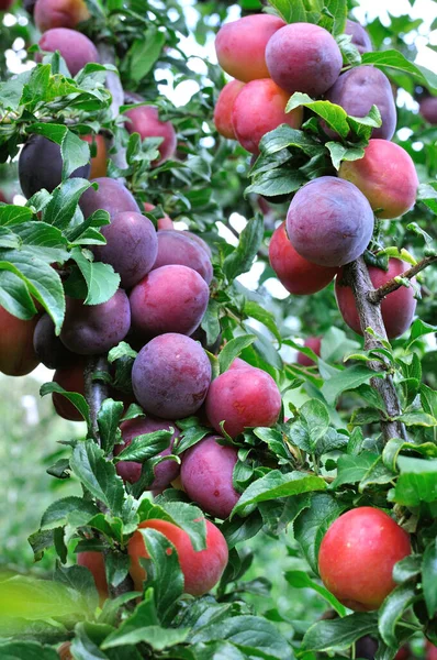 Érett Cseresznye Szilva Egy Faágon Gyümölcsösben Függőleges Összetételű — Stock Fotó