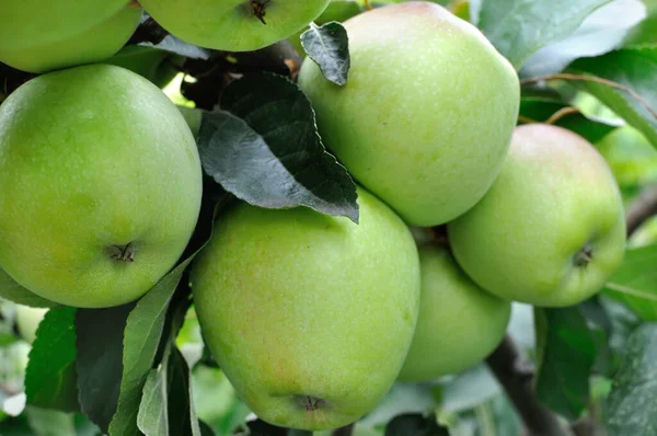 Elma ağacının dalındaki yeşil organik elmalara yakın plan