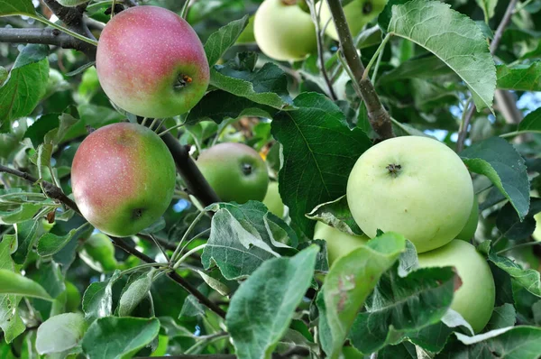 Nahaufnahme Eines Gepfropften Grünen Apfelbaums Samt Zweig Mit Roten Äpfeln — Stockfoto