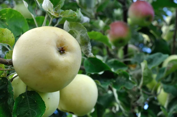 Nahaufnahme Reifer Grüner Bio Äpfel Auf Apfelzweig — Stockfoto