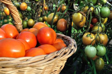  Taze biçilmiş organik olgun domatesler sepetin içinde olgunlaşmış domates tarlaları arasında. 