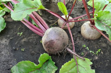 Sebze bahçesindeki taze toplanmış pancar kökü bitkisinin yakın çekimi.