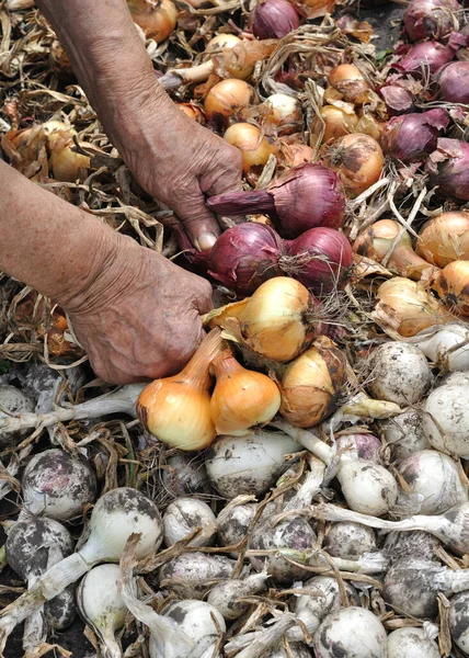 Dłonie Starszej Kobiety Zbiór Dojrzałej Organicznej Cebuli Ogrodzie Warzywnym Skład — Zdjęcie stockowe