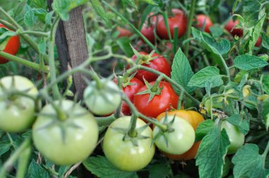 Sebze bahçesinde olgunlaşan domateslere yakın plan, seçici odaklanma