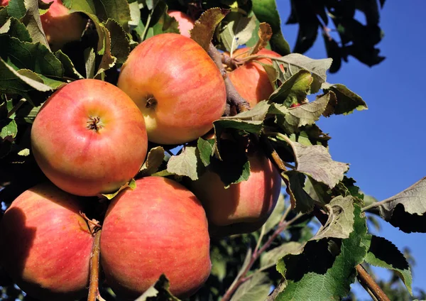 Nahaufnahme Reifender Roter Bio Äpfel Auf Ästen Von Apfelbäumen — Stockfoto