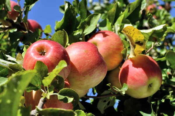 Zbliżenie Dojrzewających Czerwonych Jabłek Organicznych Gałęzi Jabłoni Obrazy Stockowe bez tantiem