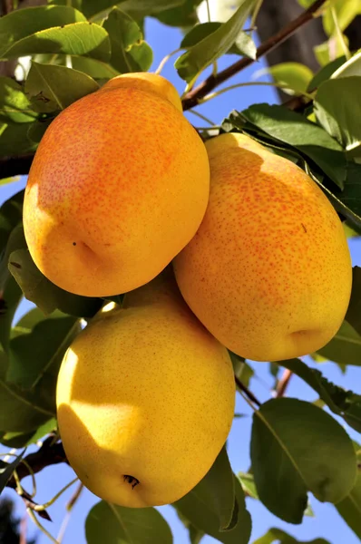 Ripe Pears Tree Orchard — Stock Photo, Image