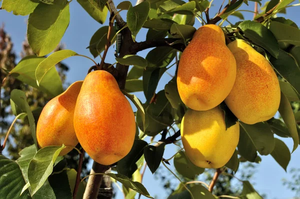 Closeup Dari Tumbuh Pir Pada Pohon Kebun Stok Foto