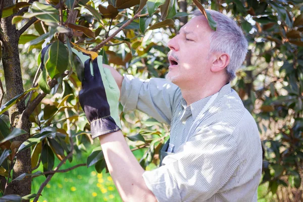 庭師は植物の剪定 — ストック写真