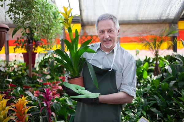 Smiling Worker Holding Plant Greenhouse — Stock Photo, Image