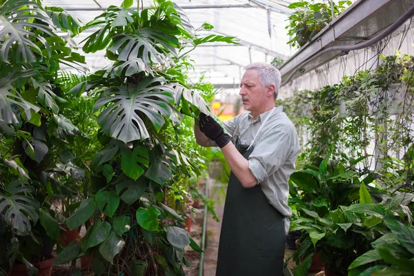 Portrait Gardener Trimming Plant Stock Picture