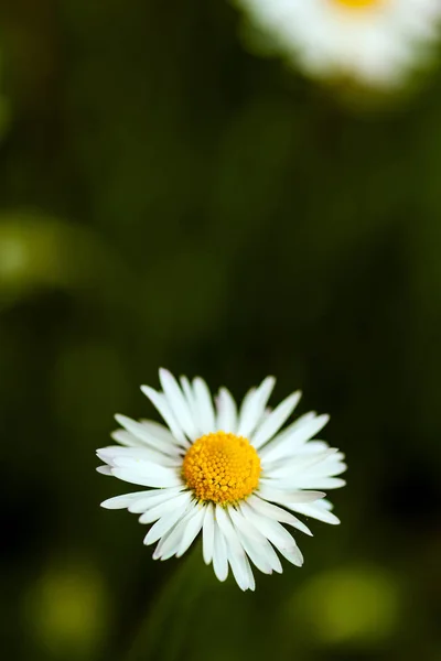 Daisy Macro Shoot Green Background — Stock Photo, Image