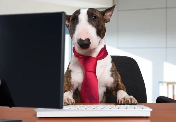 Bull-terrier dog working with a computer in an office