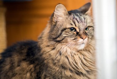 şirin Siyam kedi yavrusu