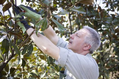 Bahçıvan ağaç budama