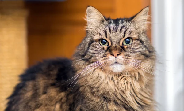 Lindo gatito siamés —  Fotos de Stock