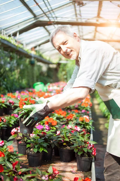 Porträt Eines Gärtners Einem Gewächshaus — Stockfoto