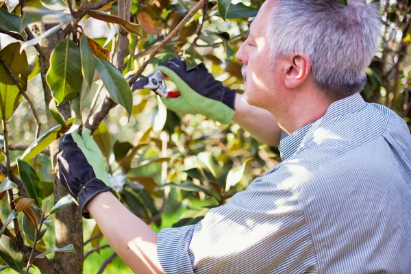 Jardinero Profesional Poda Árbol Aire Libre — Foto de Stock