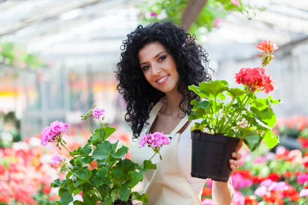 Green House Female Employee Showing You Some Flowers — Stock Photo, Image