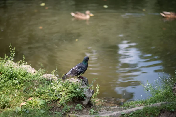 水の近くの若い鳩は — ストック写真