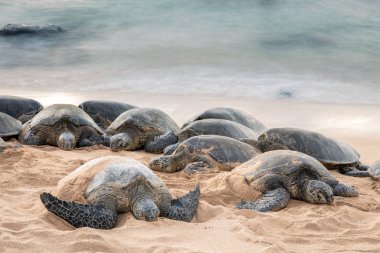 Yeşil deniz kaplumbağaları deniz ninni serenat Ho'okipa Beach dinlendirici bir uyku sahip.