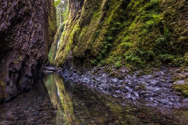 Oregon Yeşil Kanyon. Yemyeşil ve yeşil oneonta gorge, Oregon doğal harikası
