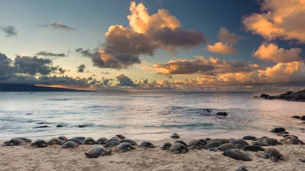 Yeşil deniz kaplumbağaları Hookipa Beach üzerinde günbatımında uyku