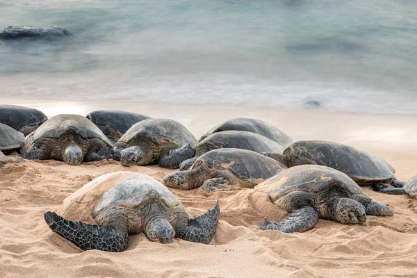 Groene Zeeschildpadden Hebben Een Rustgevende Slaap Okipa Beach Serenade Door — Stockfoto