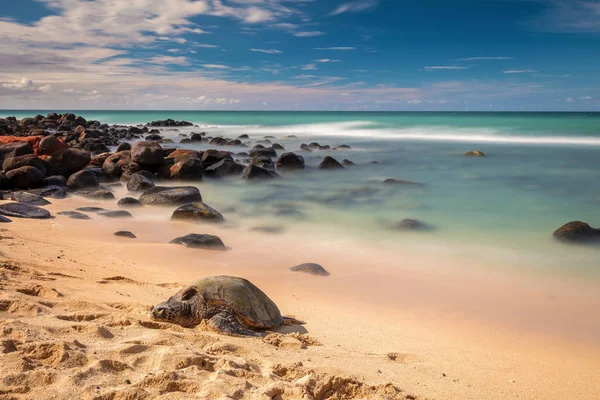 Hawaiian yeşil deniz kaplumbağaları North Shore Maui, Hawaii plajda Bebek uyku.