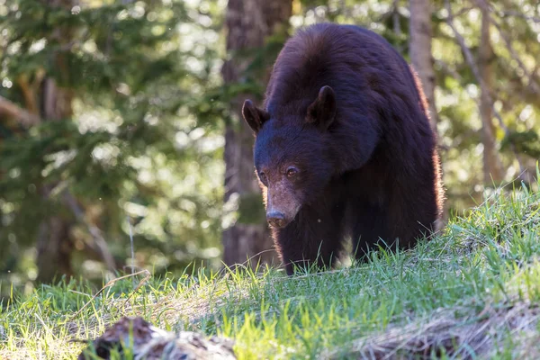 Black Bear British Columbia Vildmark — Stockfoto