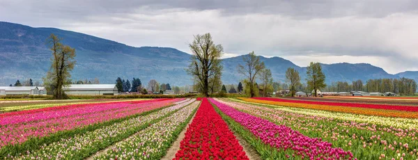 Lale Chilliwack, BC renkli alanlar Vadisi Festivali laleler için panoramik manzaralı 