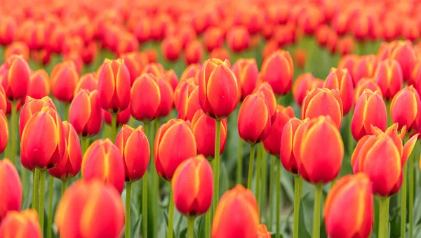 Tulipanes Rojos Campo — Foto de Stock