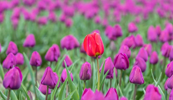 Een Rode Tulp Een Gebied Van Paarse Tulpen — Stockfoto