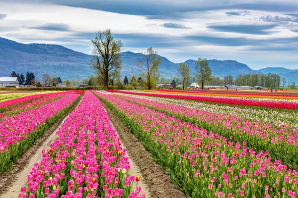 Lale Chilliwack, British Columbia'nın renkli alanları
