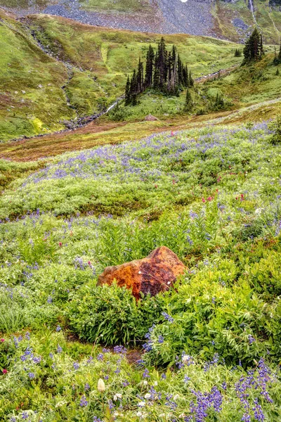 Stâncă Roșie Florile Sălbatice Timp Drumeții Munte Ploaie Parc Național — Fotografie, imagine de stoc