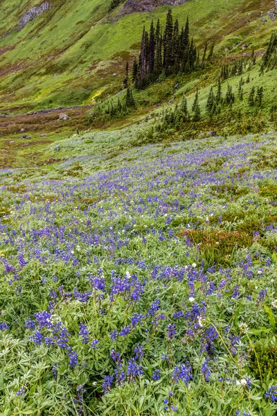 Rainier Alpine Wildflowers Flores Silvestres Alpinas Mount Rainier National Park — Fotografia de Stock