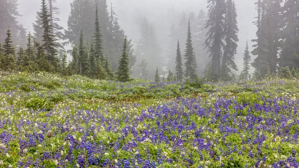 Alpesi Wildflowers Ködben Lila Csillagfürt Virágok Alpesi Mount Rainier Nemzeti — Stock Fotó