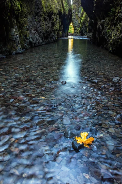 Ein Ahornblatt Das Einem Felsen Fließenden Wasser Der Oneonta Schlucht — Stockfoto