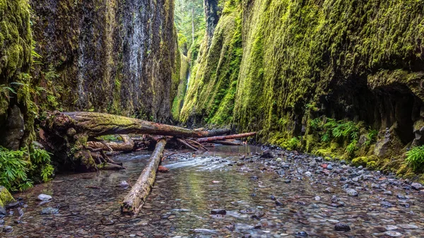 Hiking Beautifully Lush Oneonta Gorge Oregon — Stock Photo, Image